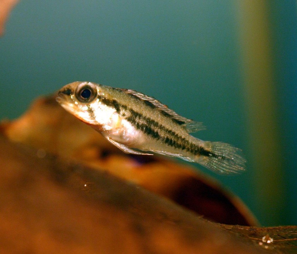 a_diplotaenia_16.jpg