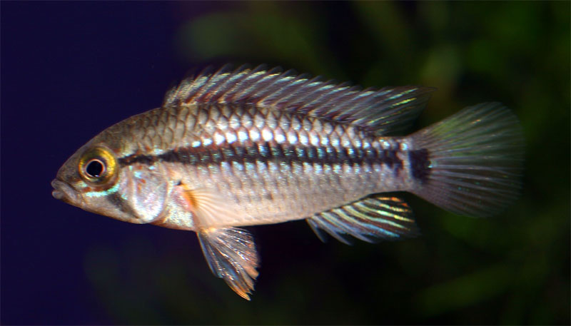 apisto_villaverde_2_01.jpg