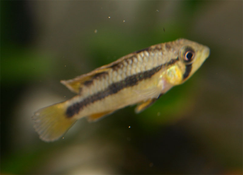 apisto_villaverde_3_02.jpg