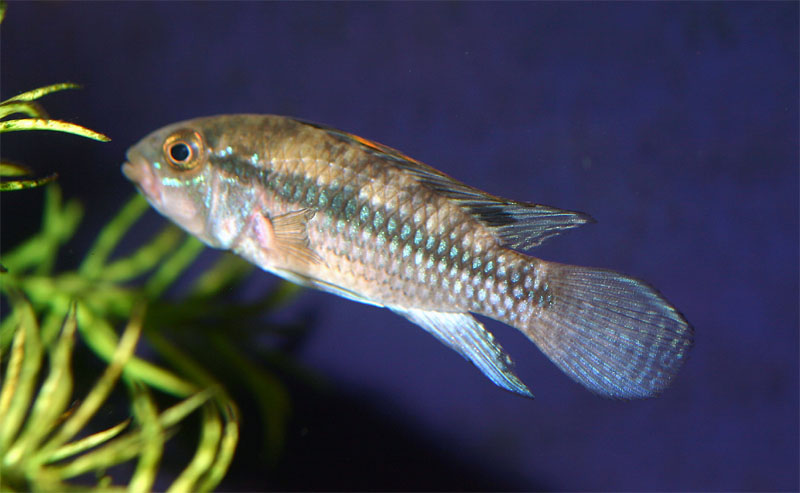 apisto_villaverde_4_01.jpg