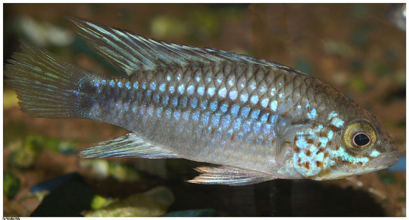 sp_algodon_1.jpg